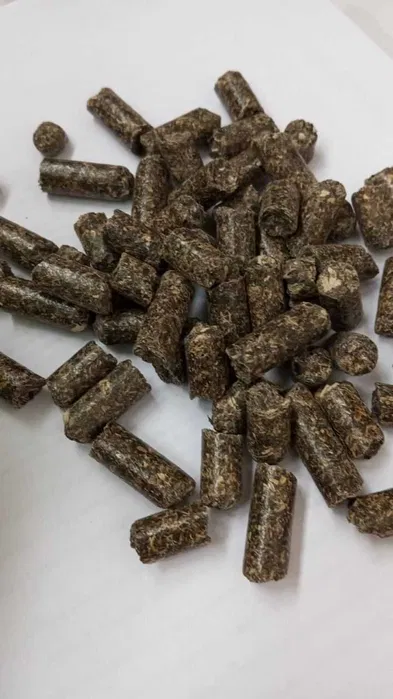 Śruta słonecznikowa 3 struta3