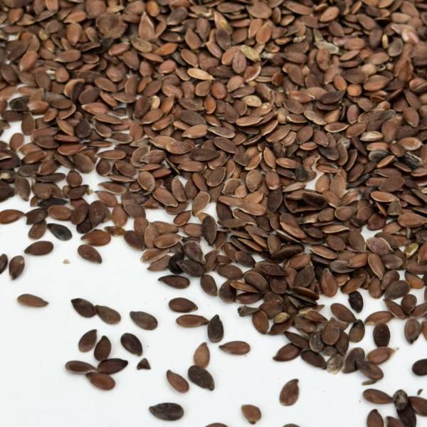 Graines de lin brunes - image 3